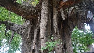 気根が乳房のように垂れていて