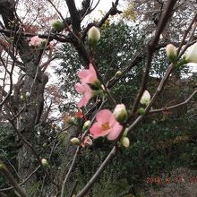 梅の花が咲いてました