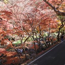 沿道は紅葉一色だ