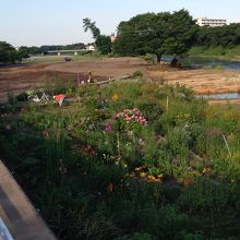 入間川河川敷