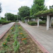 細長い公園