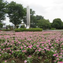 公園内に咲いていました