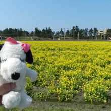 一面の菜の花畑！