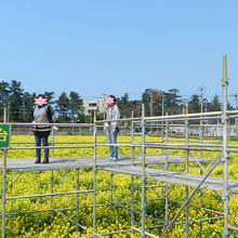 菜の花の時期には展望台が組まれています