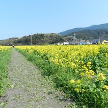 菜の花畑を散策することもできますよ～