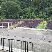 借景の赤紫蘇園の枯れ草が気になる