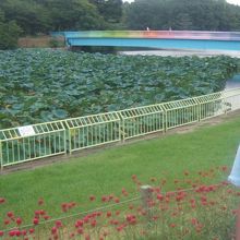 長居植物園の花