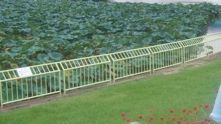 長居植物園のハードなお月見