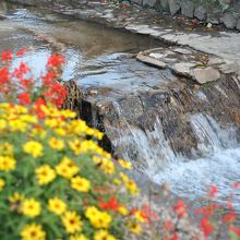 花が水流を彩る