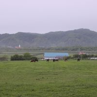 ペンション周辺は馬の牧場