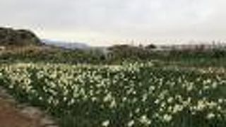 水仙やアロエの花