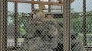 ウメ子がいた動物園