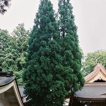 白山比神社、三本杉の御神木。