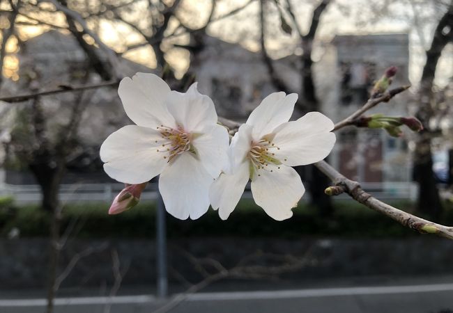 桜坂 クチコミ アクセス 営業時間 田園調布 フォートラベル 桜坂 クチコミ アクセス 営業時間 田園調布 フォートラベル