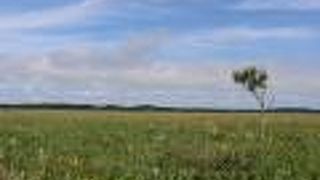 一面のエゾカンゾウ