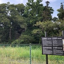 金網越しに見られる