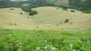 7月に訪れると、斜面にちょこちょこ咲く群落が見られる