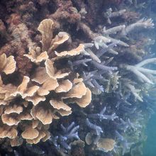 この日は、波高く・風強く・濁り有り の海中写真です…