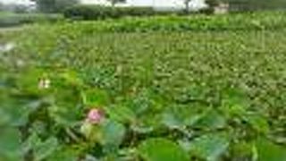 古代ハスの花が咲いていました