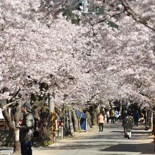 長く続く桜のアーケード