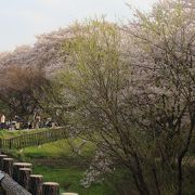 幸手桜まつり