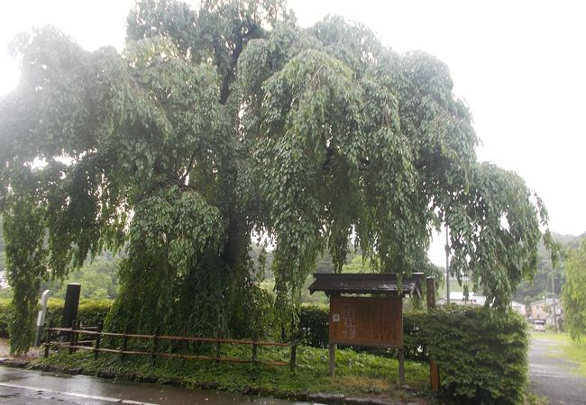 角館の枝垂桜 クチコミ アクセス 営業時間 角館 フォートラベル