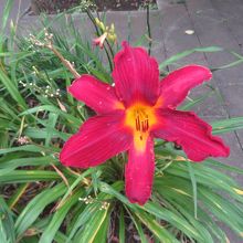 公園内に咲いていました