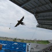 鳥が頭上を飛ぶパフォーマンス