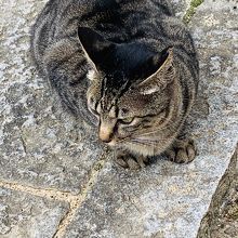 先斗町公園で 出会った ニャンコ