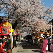 がいせん桜まつり