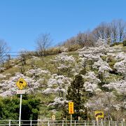 斜面の桜