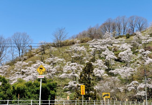 斜面の桜