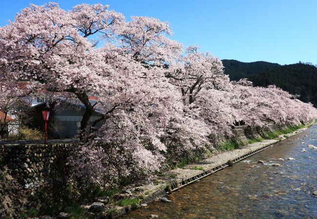桜の名所