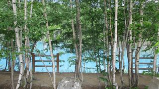 美瑛(白金) 青い池