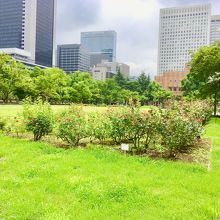 大噴水側からの景色