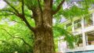 松本楼の近くにあります