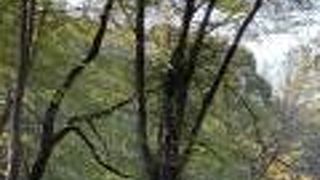 地元の人が多く落ち着いた公園