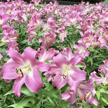 ゆりでいっぱい