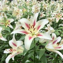 香りもいい百合が満開