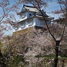 桜の時季は美しい