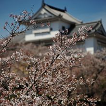 城と桜がベストマッチだ