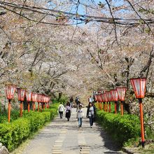 桜のトンネルが続く
