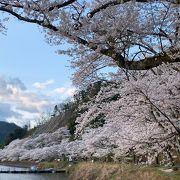 いやぁ～、ここの桜並木はスゴイ!!!　見頃の時期を狙うなら、お天気の良い平日の夕方がオススメです。