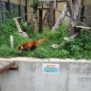 旭川市旭山動物園 レッサーパンダの吊り橋
