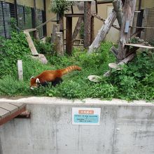 旭川市旭山動物園 レッサーパンダの吊り橋