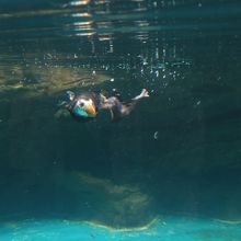 水中を飛ぶエトピリカ