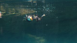 サメの展示数日本一の水族館