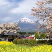 桜と菜の花と富士山