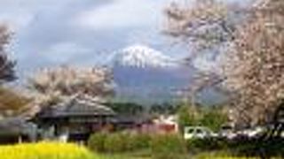 桜と菜の花と富士山