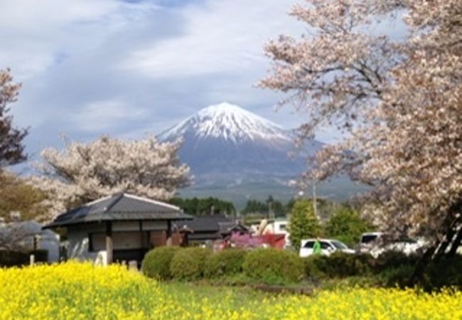 桜と菜の花と富士山